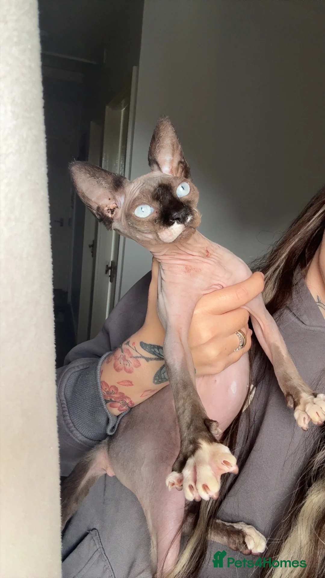 Sphynx cats for sale: 5 month old female Spynx kitten black and white - Advert 2