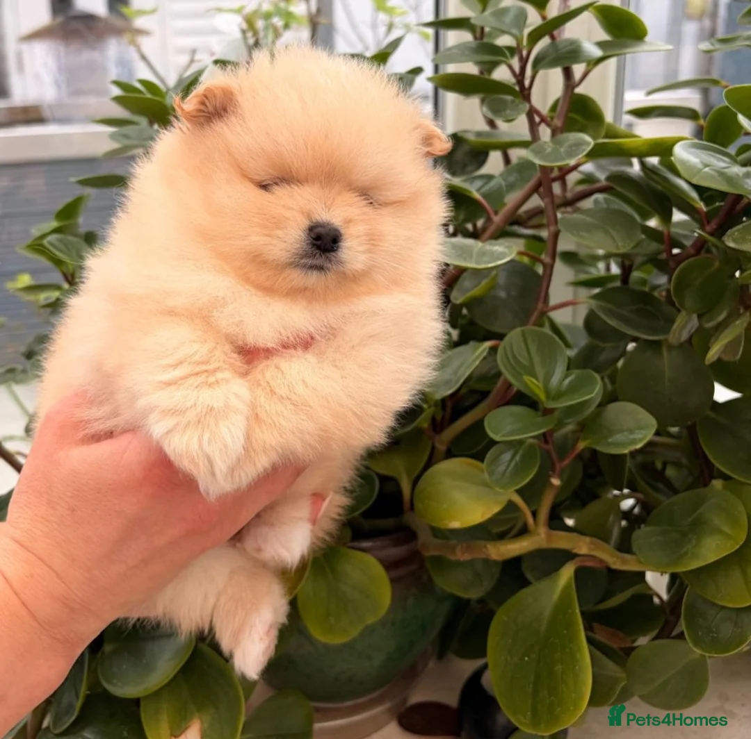Pomeranian dogs for sale: Stunning cream Teddy purebreed Russian/Ukrainian🌟 - Advert 13