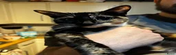 Mixed Breed cats for sale: 3 cats, tortie, tuxedo and black  in Leicester - Advert 4