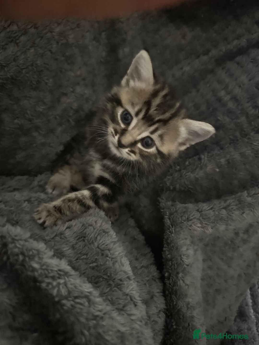 Mixed Breed cats for sale: 2 male kittens  - Advert 3