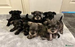 Miniature Schnauzer dogs for sale: KC Reg Miniature Schnauzer BVA Puppies - Image 1