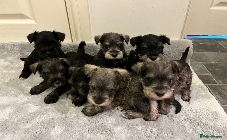 Miniature Schnauzer dogs - Advert 1
