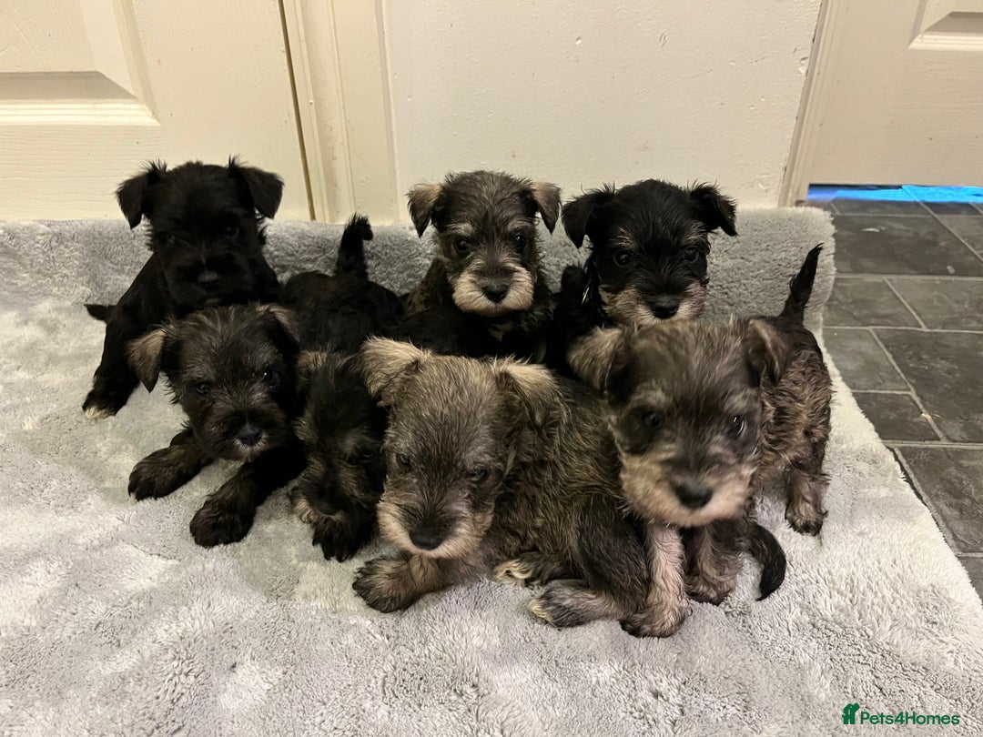 Miniature Schnauzer dogs for sale: KC Reg Miniature Schnauzer BVA Puppies - Image 1