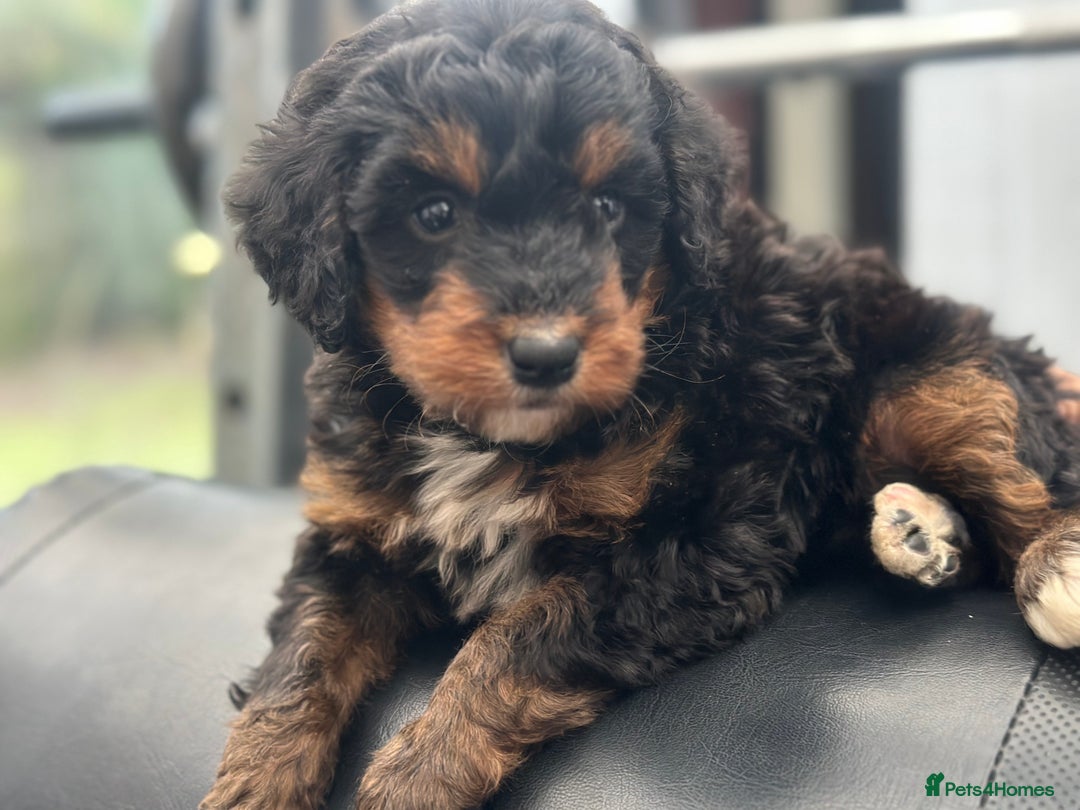 Bernedoodle dogs for sale: F1 BERNADOODLE BOYS AND GIRLS - Advert 2