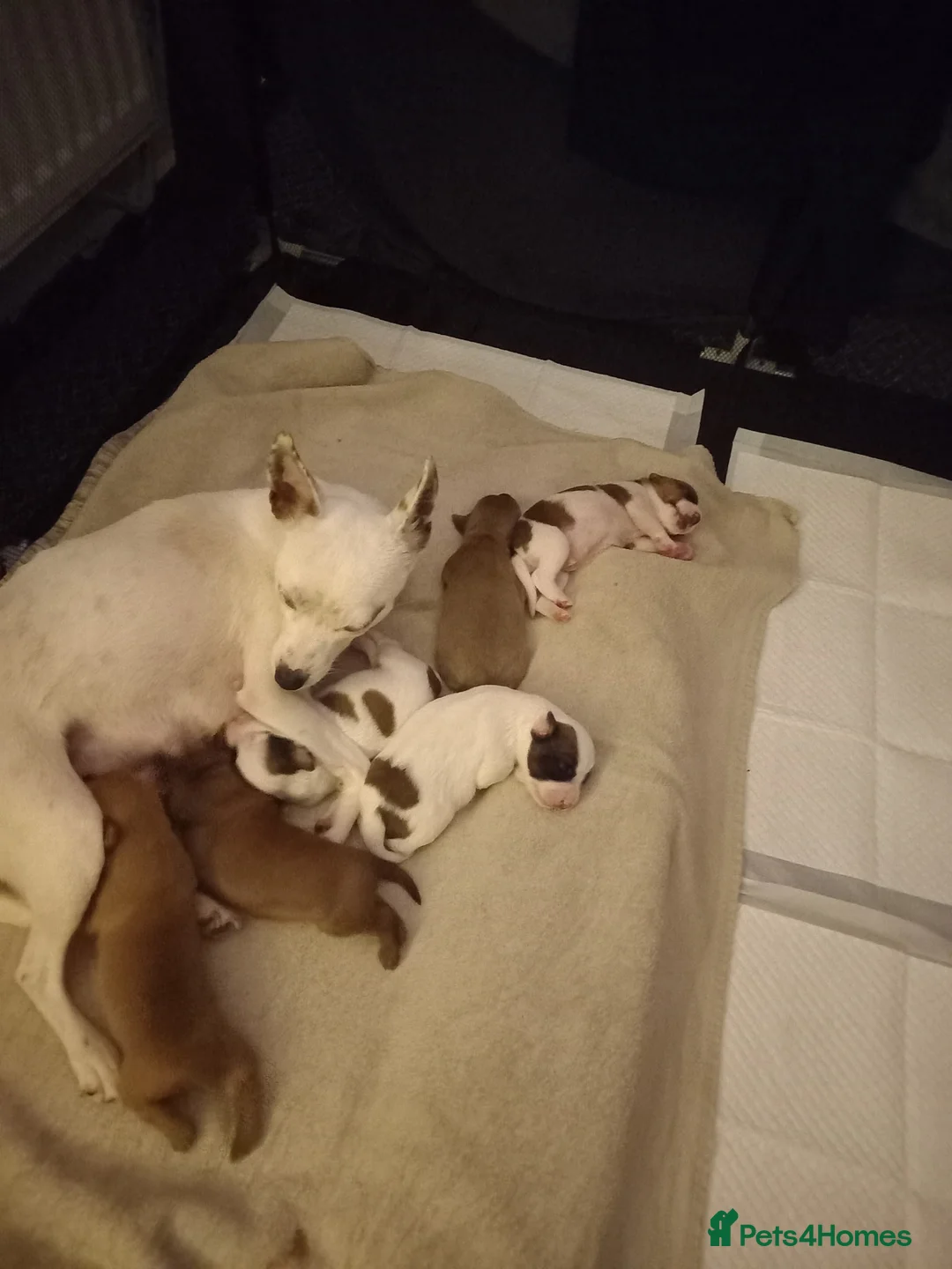 Patterjack dogs for sale: Patterjack puppies - Advert 2