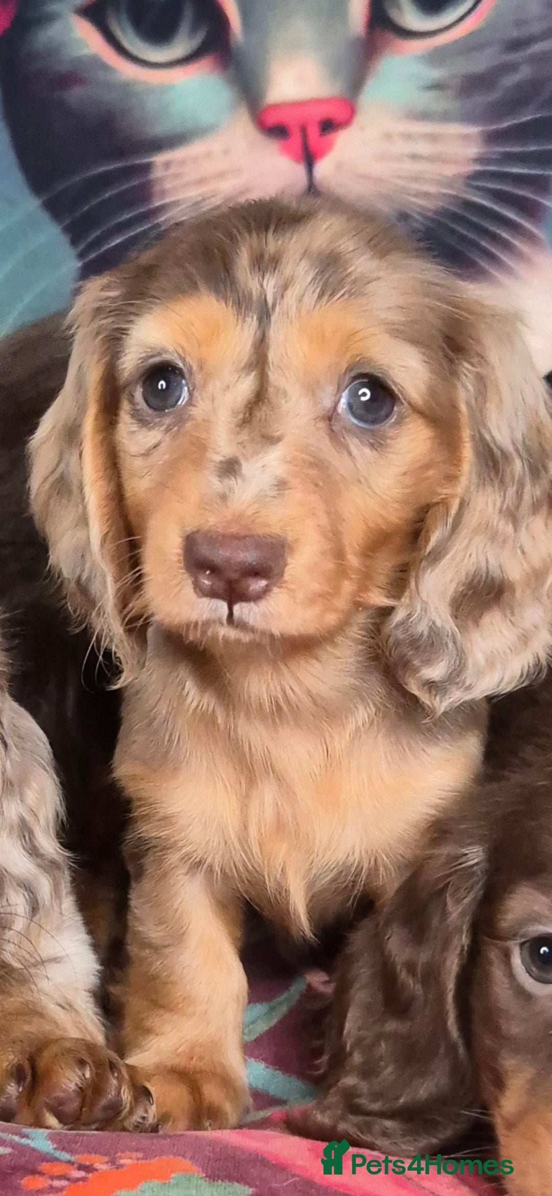 Miniature Dachshund dogs ⚜️KC PRA clear TINY Miniature dachshund puppies  - Advert 2