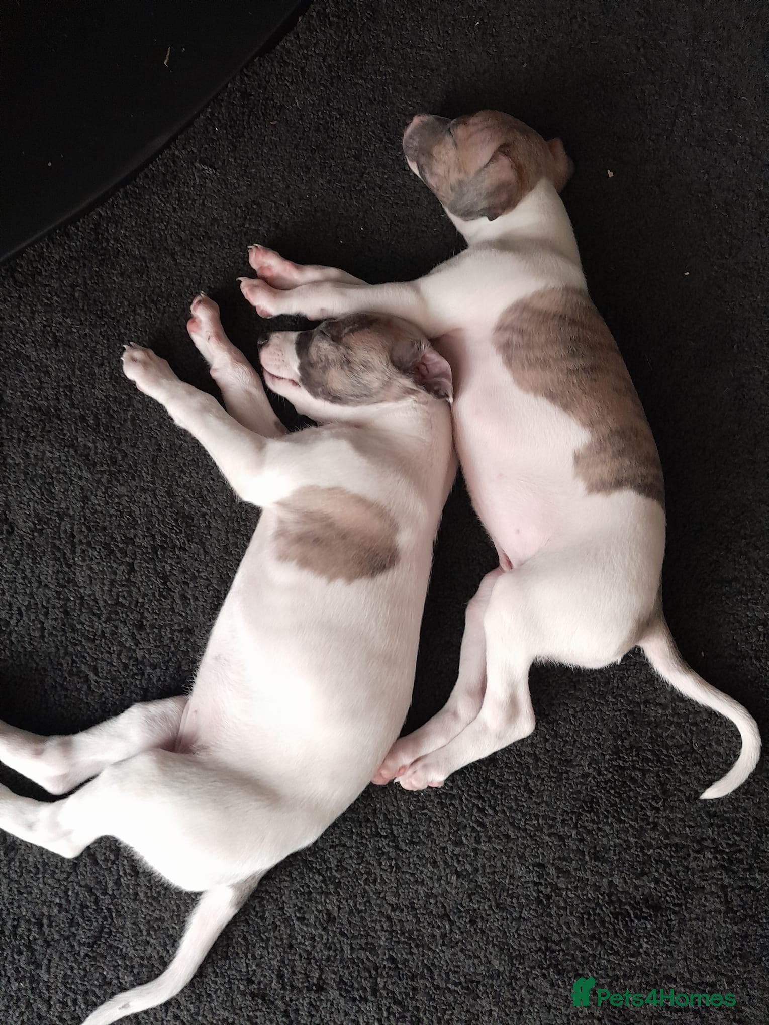 Mixed Breed dogs Italian greyhound x whippet  - Advert 3