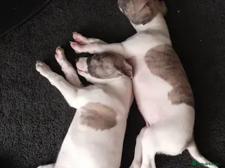 Mixed Breed dogs Italian greyhound x whippet - Advert 3