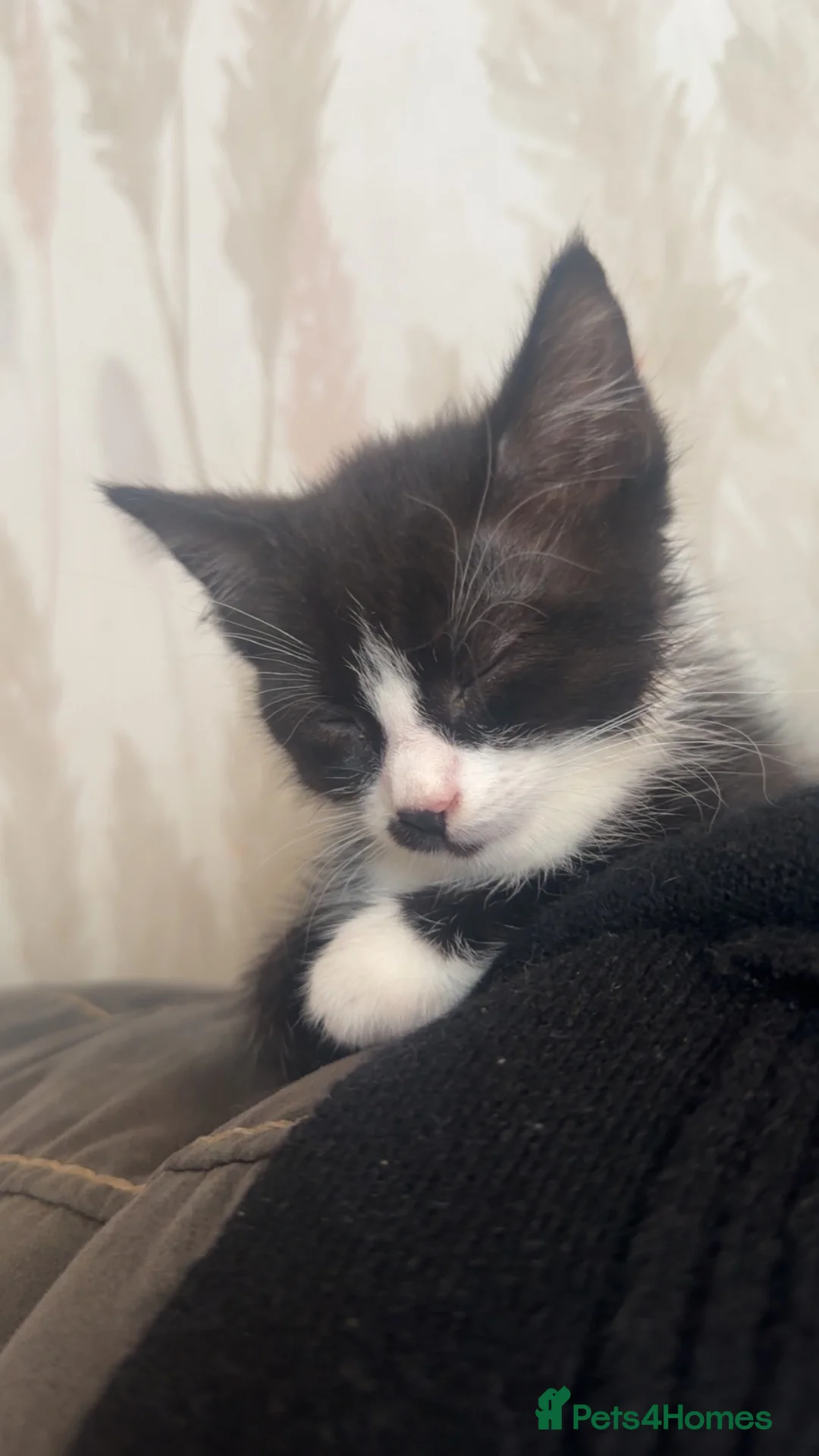 Mixed Breed cats for sale: 2 black and white kittens  - Advert 5