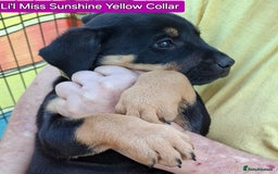 Rottweiler dogs for sale: Stunning Litter Of Shepweiler X Mastiff Pups - Image 14