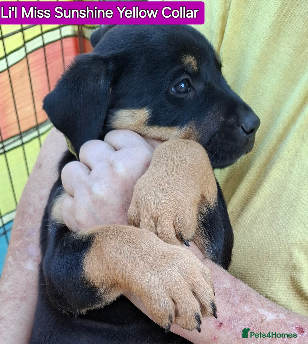 Rottweiler dogs for sale: Stunning Litter Of Shepweiler X Mastiff Pups - Image 14