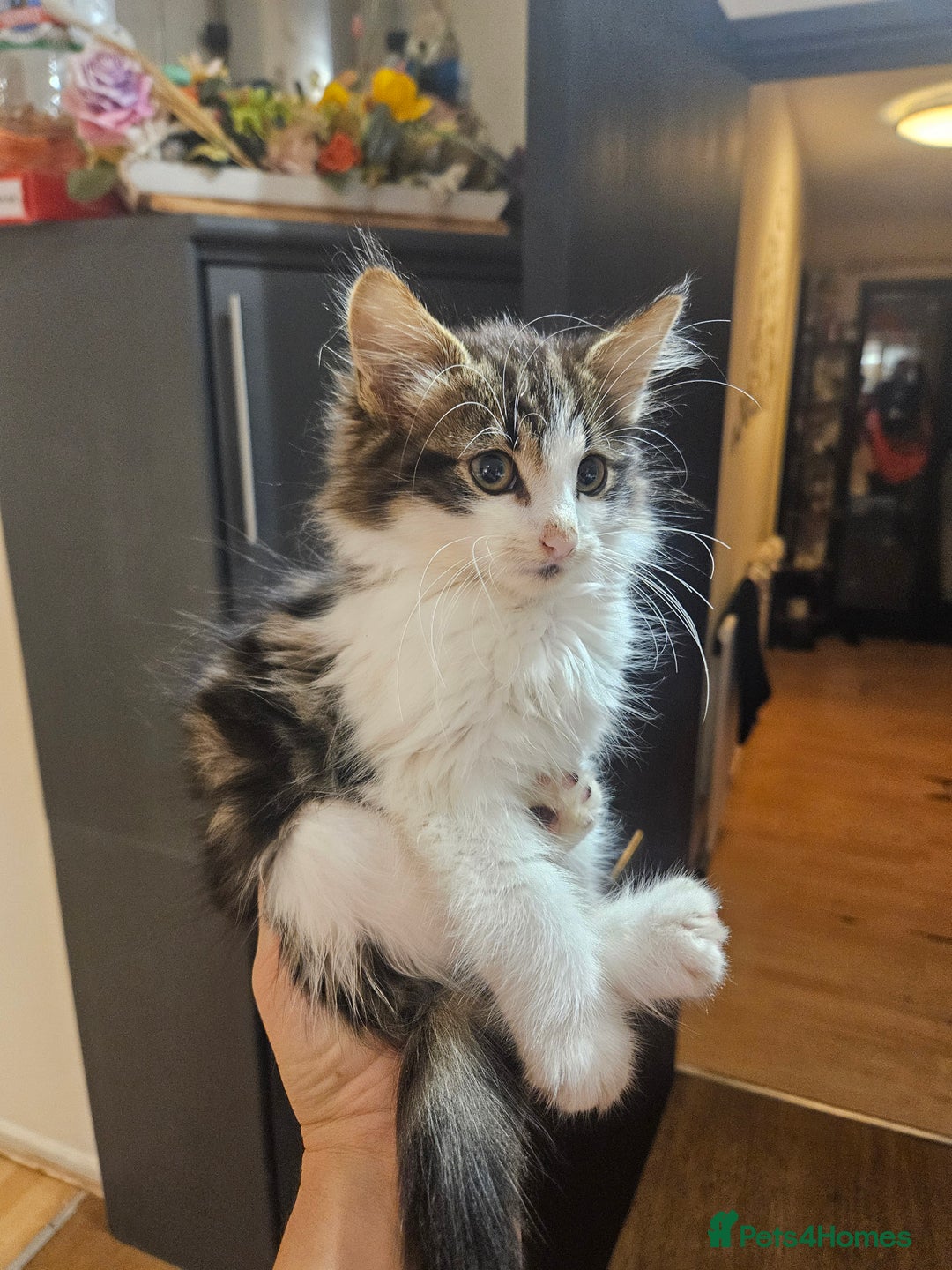 Mixed Breed cats for sale: Fluffy kittens looking for a family  - Image 1