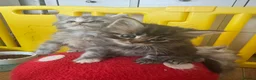 Persian cats for sale: Doll face Persian x Mainecoon gorgeous kittens  - Advert 6