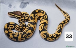 Python Snake reptiles for sale: Hatchling Royal Python's  - Image 22