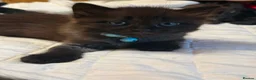 British Longhair cats for sale: 2 British longhair kittens in Southampton - Advert 4
