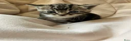 Mixed Breed cats for sale: Gorgeous litter of tabby kittens  in Stroud - Advert 5