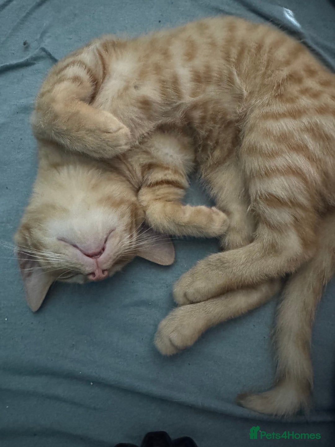 Domestic Shorthair cats for sale: Beautiful 18 week Old kittys  - Advert 5