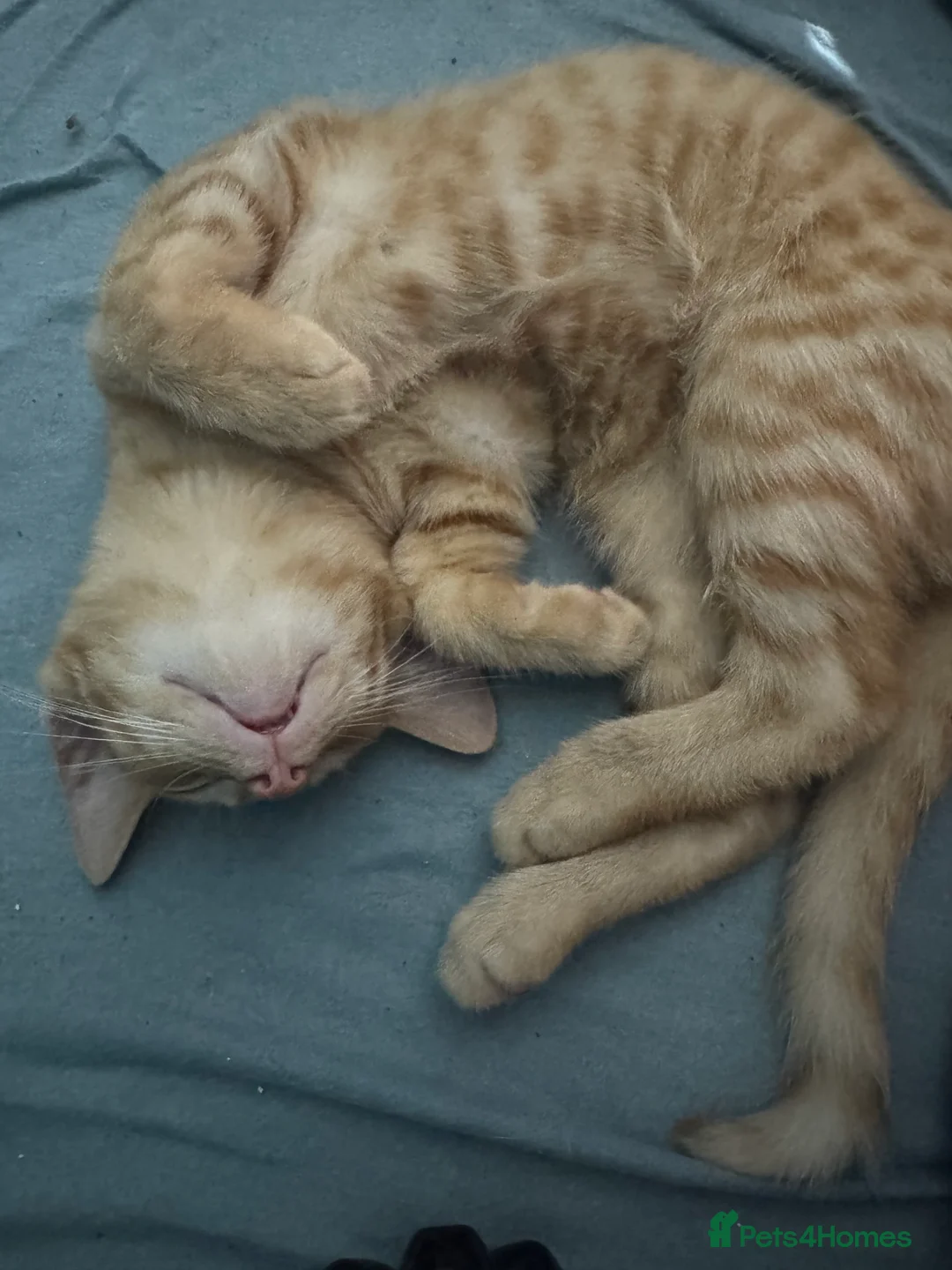 Domestic Shorthair cats for sale: Beautiful 18 week Old kittys  - Advert 5