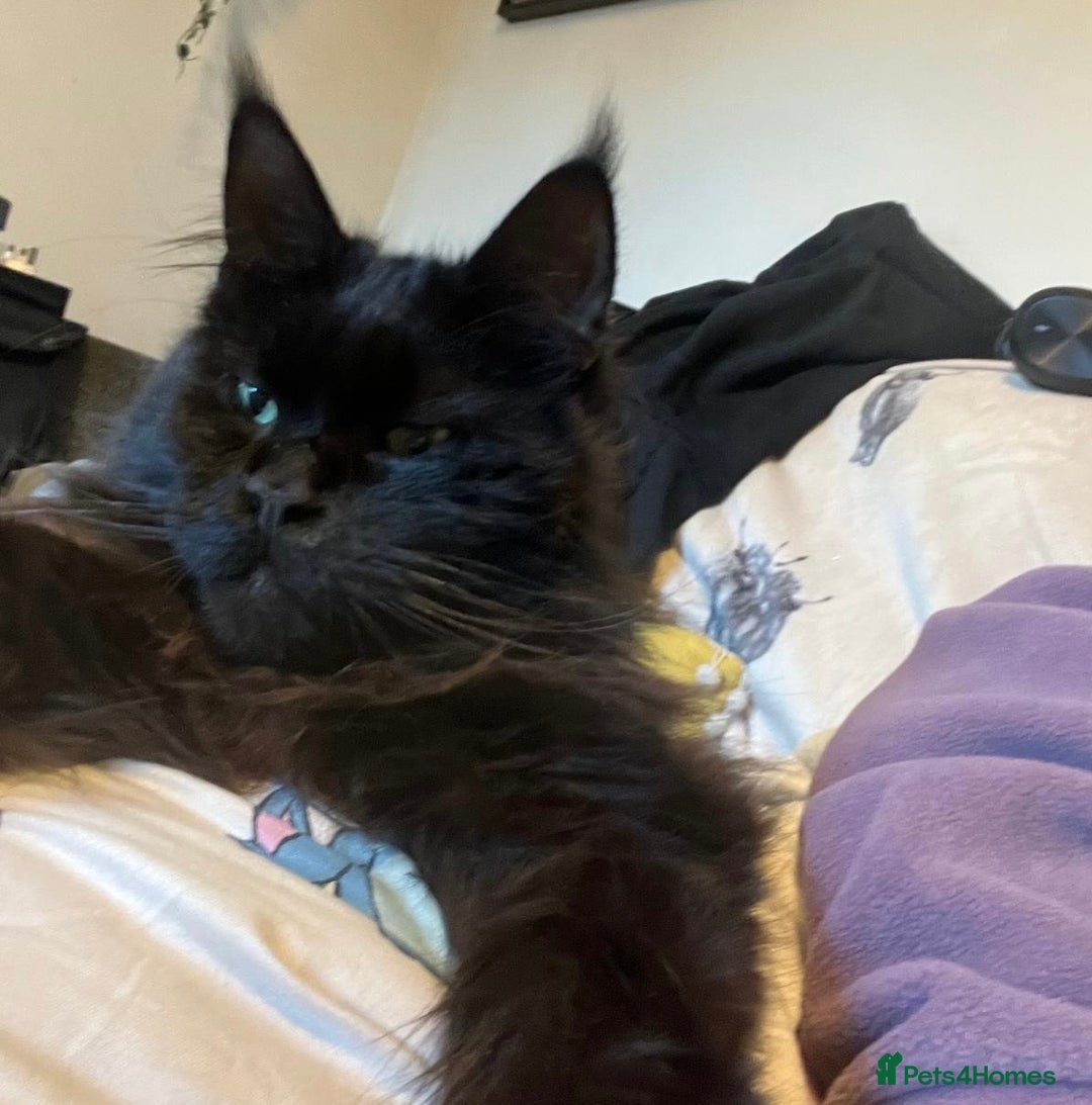 Maine Coon cats for sale: Beautiful Maine coon looking for a new home  - Advert 5