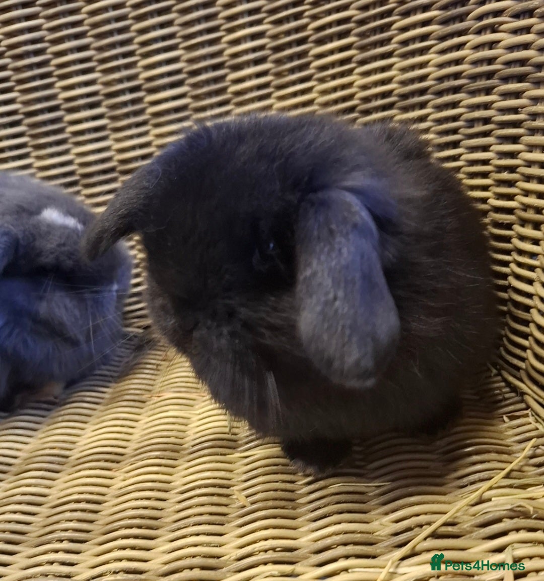 Mini Lop rabbits for sale: Bundle of fluffs ready to be reserved  - Advert 13