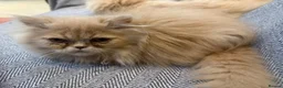 Persian cats for sale: Rare Petite Ginger Persian Boy - £950 - Advert 3