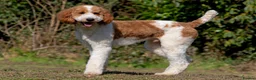 Goldendoodle dogs for sale: Exceptional Health tested Goldendoodle puppies - Advert 13