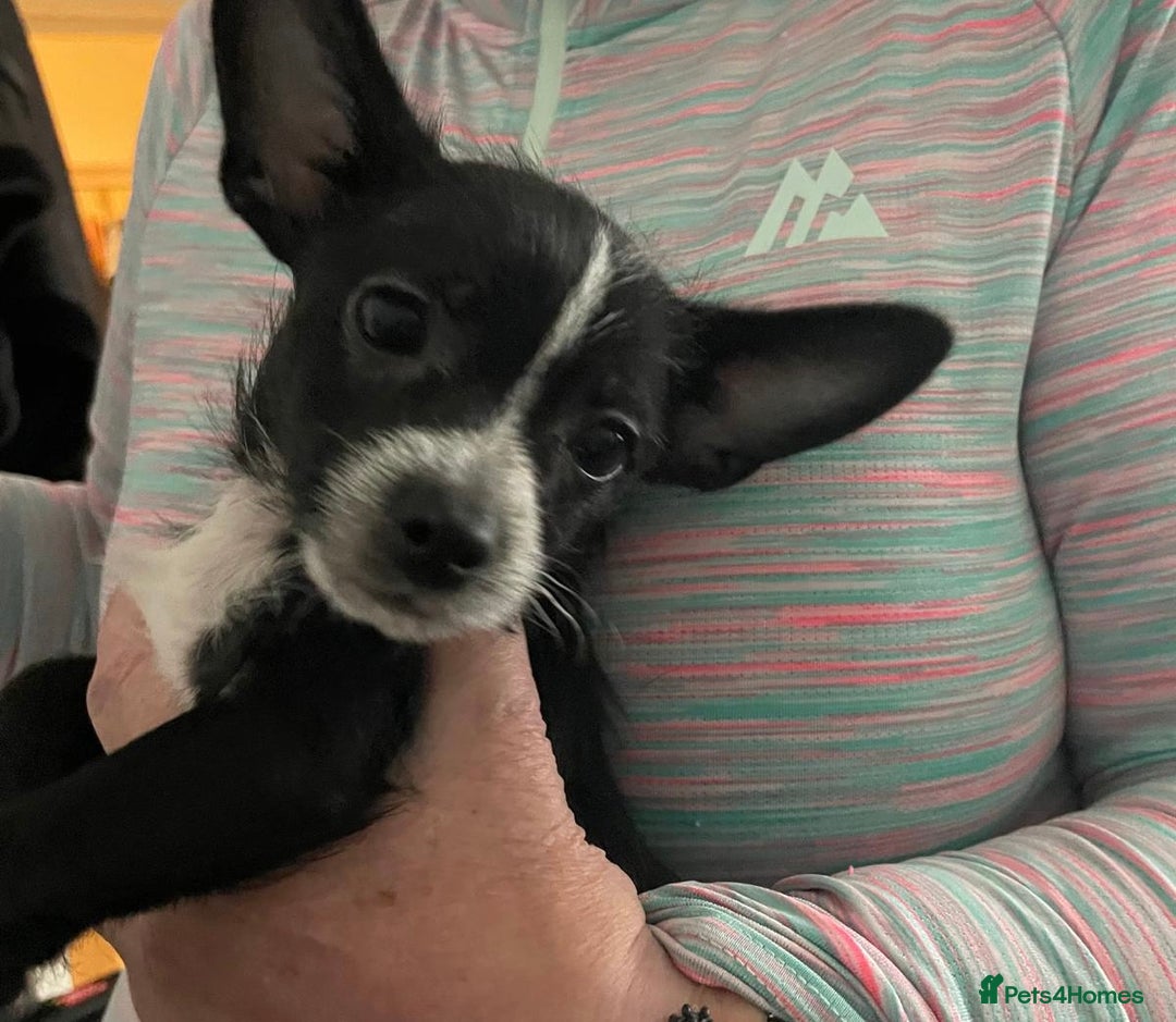 Chorkie dogs for sale: Cute Chorkie puppy - Advert 1