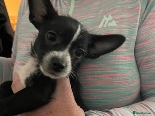 Chorkie dogs Cute Chorkie puppy - Advert 1