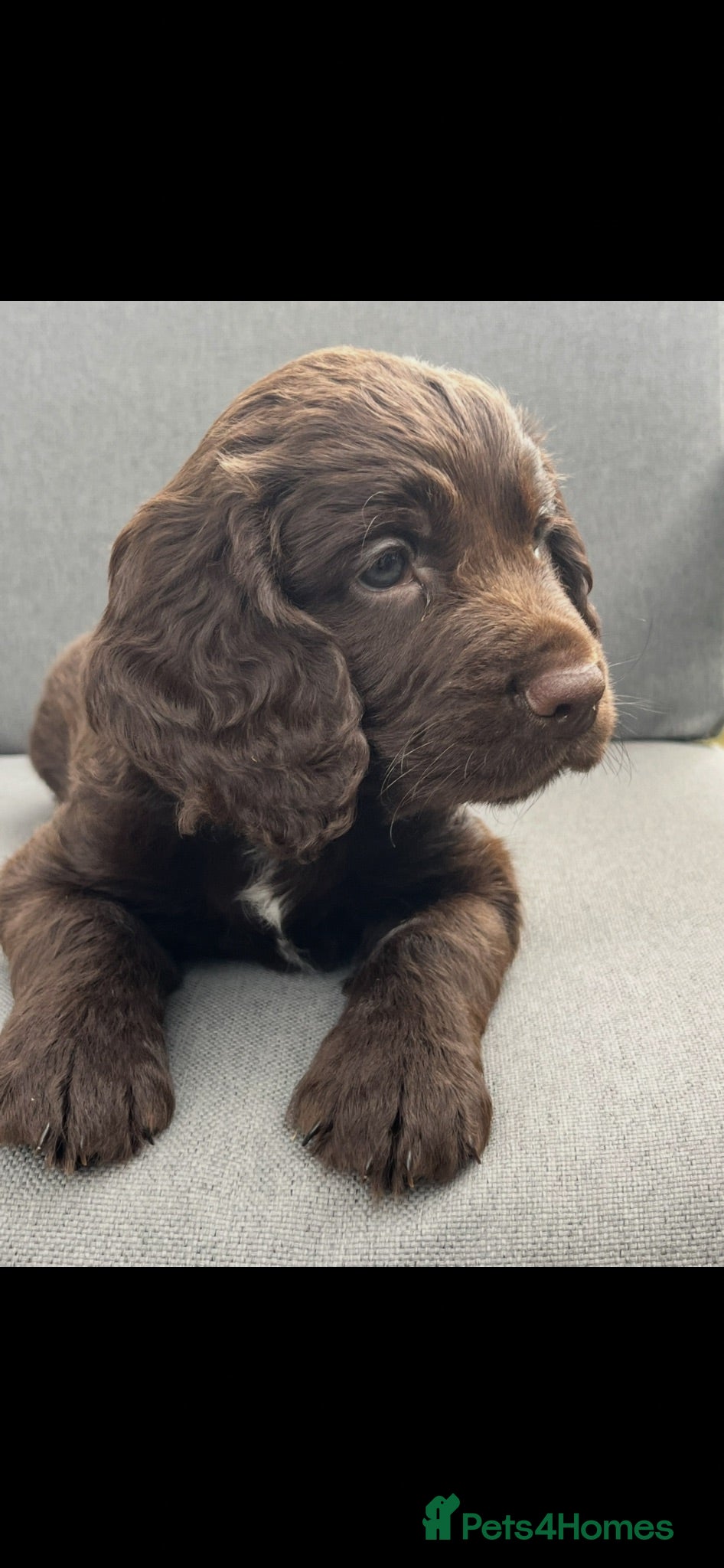 Cocker Spaniel dogs Working cocker spaniel  - Advert 2