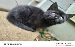 Scottish Fold cats for sale: Scottish fold kittens - Image 10