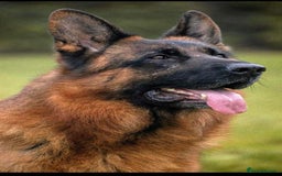 German Shepherd dogs for sale: KC GSD Puppies – Champion Bloodline Pairing - Image 15
