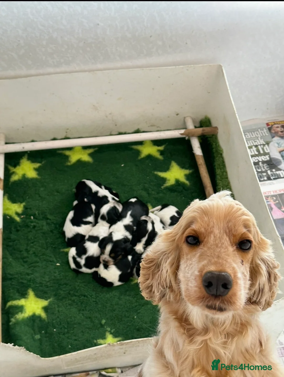 Cocker Spaniel dogs for sale: Stunning show cocker spaniels for sale  - Advert 5