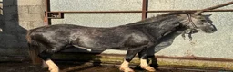 Welsh Section A horses for sale: Rosie 🌹 - Advert 3