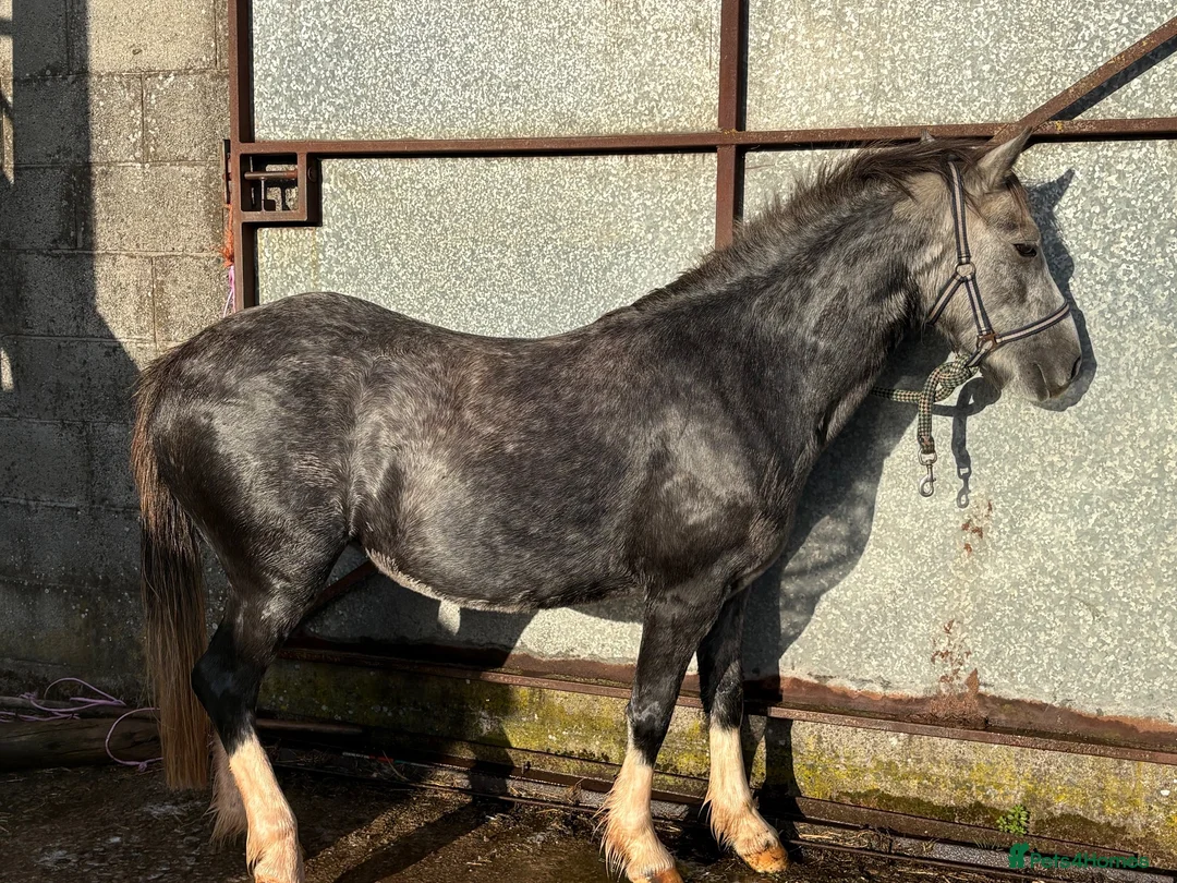 Welsh Section A horses for sale: Rosie 🌹 - Advert 3