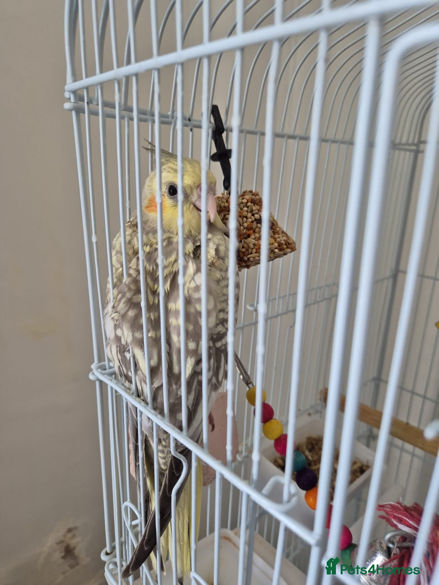 Cockatiels birds for sale: Baby cockatiel  in Sutton-in-Ashfield - Advert 3