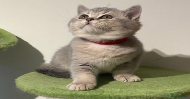 British Shorthair cats - Advert 16