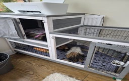 Guinea Pig rodents for sale: Male guinea pigs  - Image 6