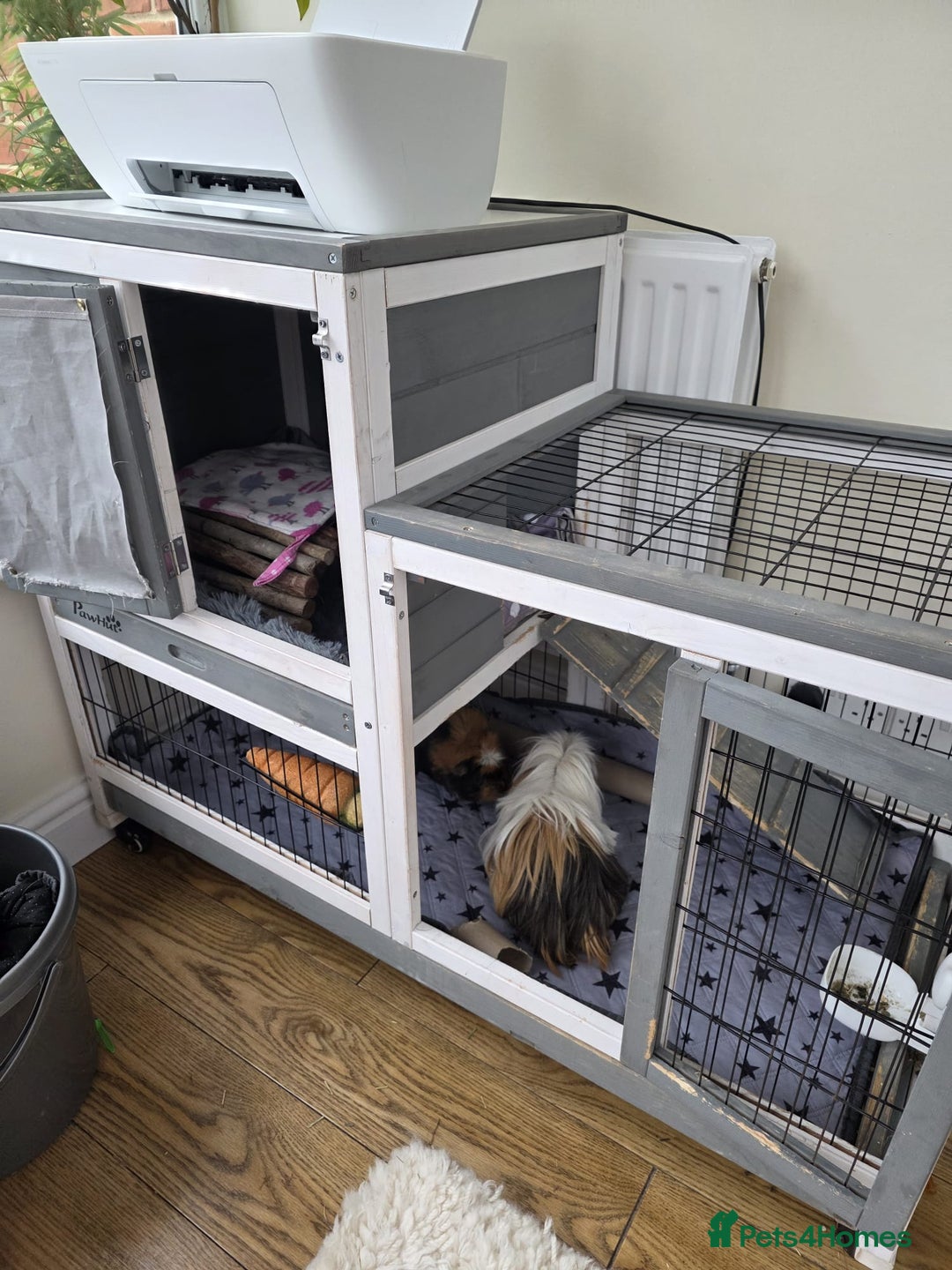 Guinea Pig rodents for sale: Male guinea pigs  - Image 6