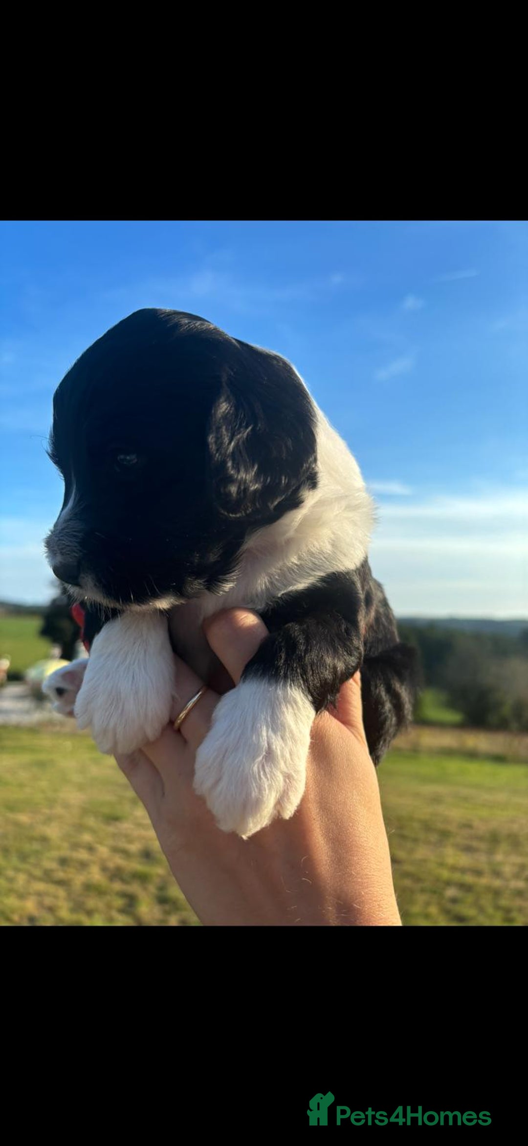 Portuguese Water Dog dogs for sale: Art Nouveau - Image 7
