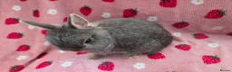 Netherland Dwarf rabbits for sale: Very tame ☆ Blue Otter Netherland Dwarf 💗Doe💗 - Advert 7