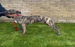 Lurcher dogs for sale: Lurcher pup - Image 1