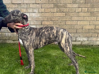 Lurcher dogs - Advert 1