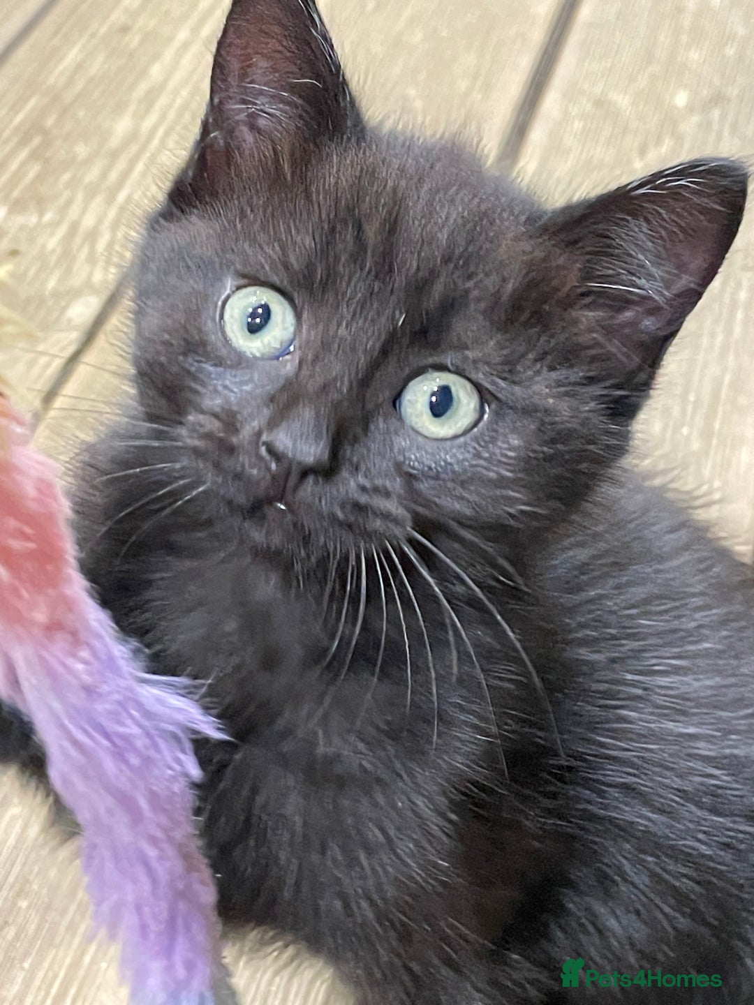 Mixed Breed cats for sale: 4 beautiful mixed breed kittene - Image 13