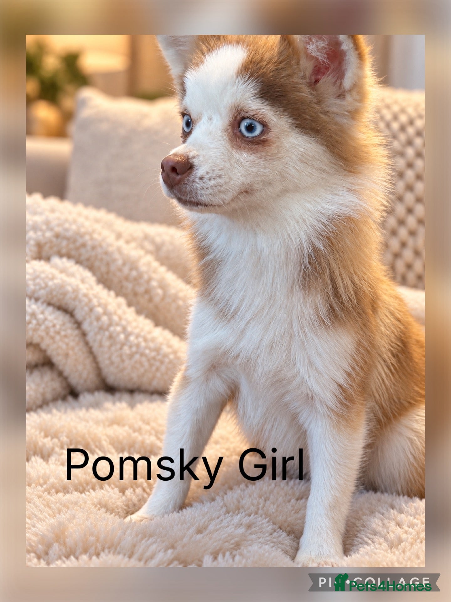 Pomsky dogs F2 Pomsky bright blue eyes  - Advert 1