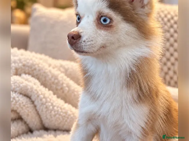 Pomsky dogs for sale: F2 Pomsky bright blue eyes - Advert 1