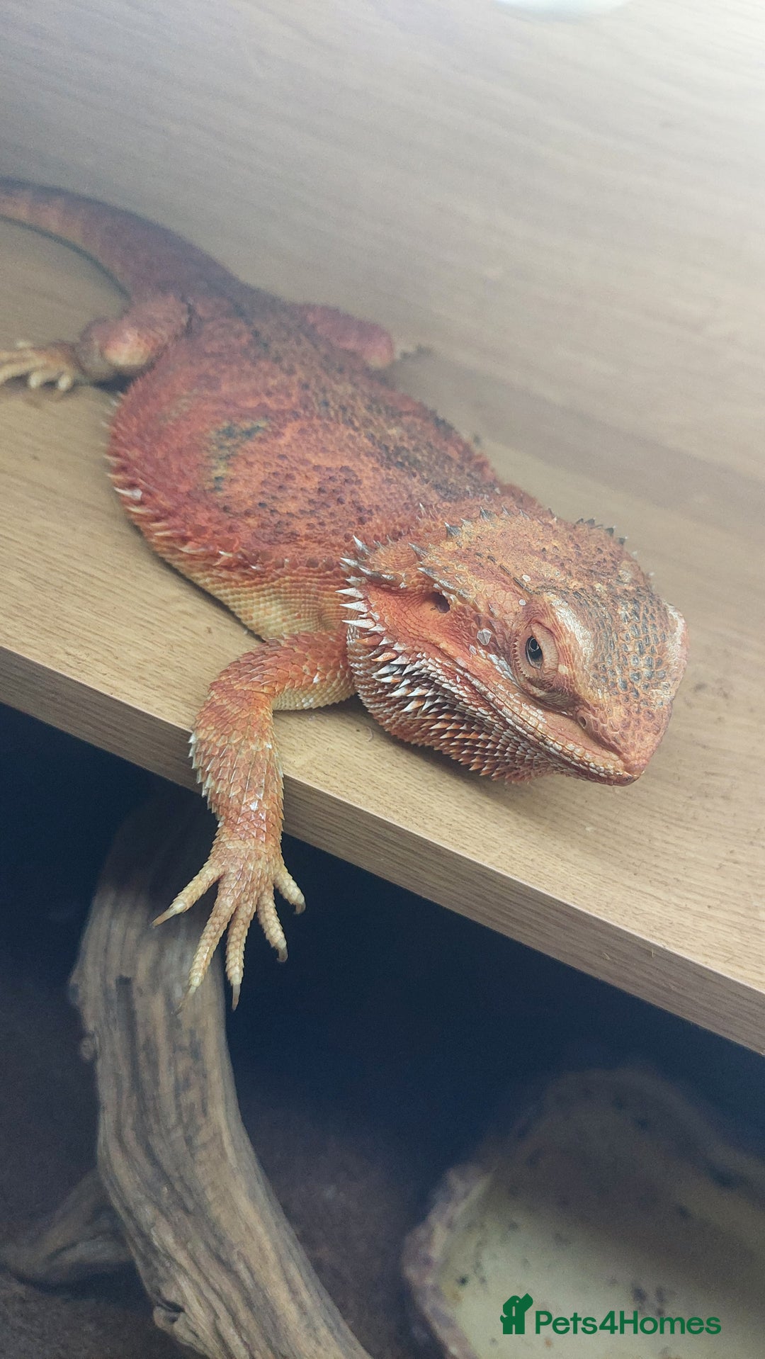 Dragon reptiles for sale: Bearded dragon with viv - Advert 3