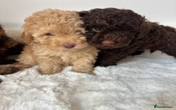 Cavapoo dogs for sale: 1 Chocolate Cavapoo left‼️ - Image 10