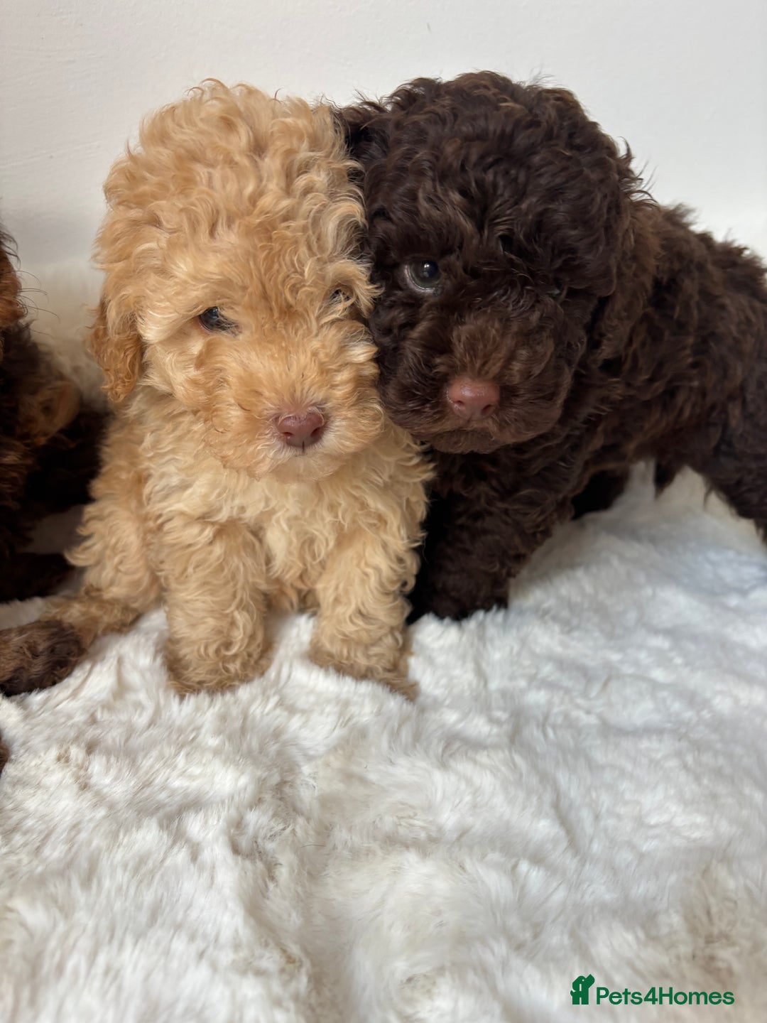 Cavapoo dogs for sale: 1 Chocolate Cavapoo left‼️ - Image 10