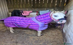 Welsh Section A horses for sale: Lovely little Welsh Section A mare - Image 1