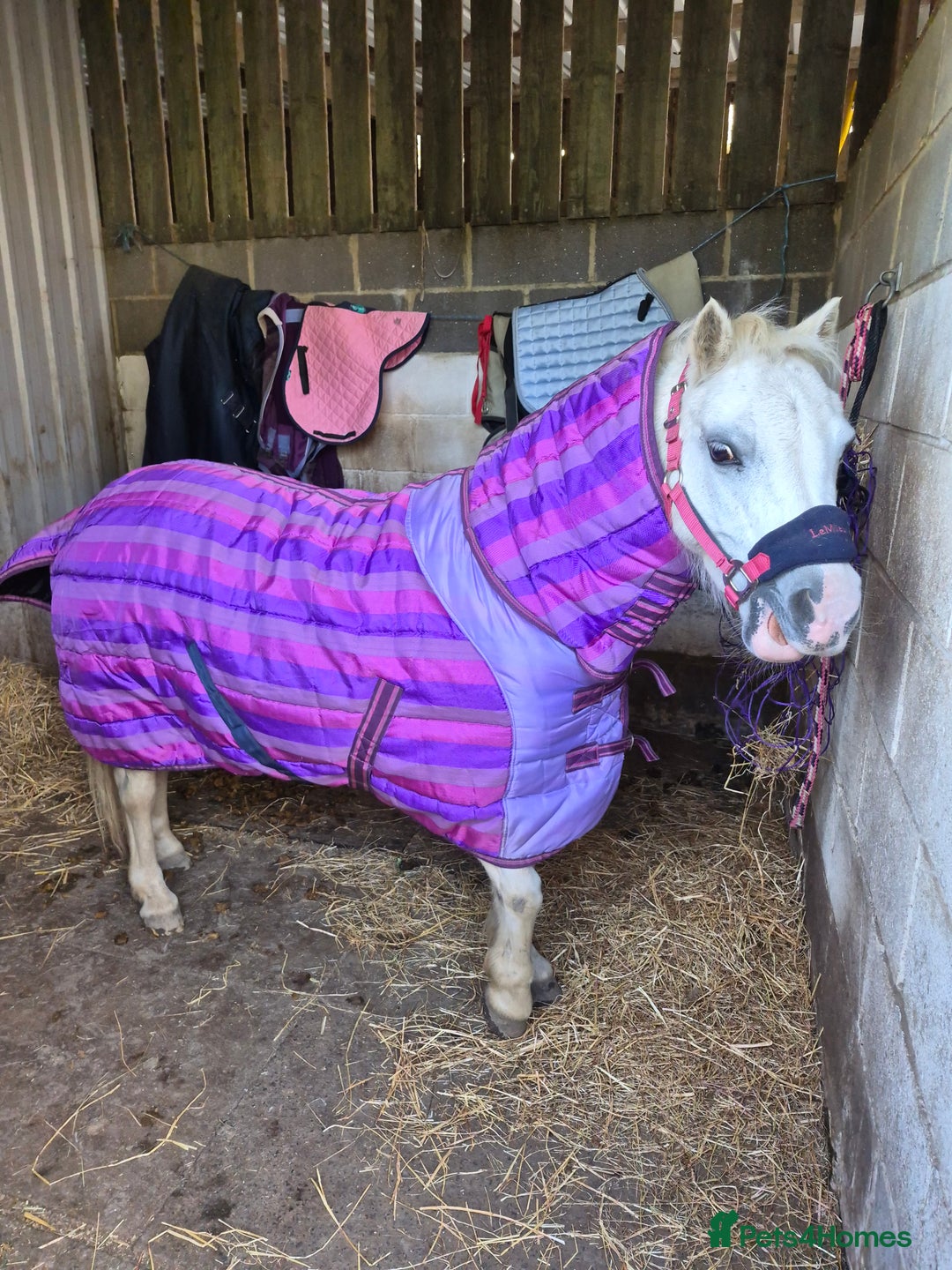 Welsh Section A horses for sale: Lovely little Welsh Section A mare - Image 1